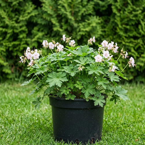 Герань балканская (крупнокорневищная) Спессарт купить