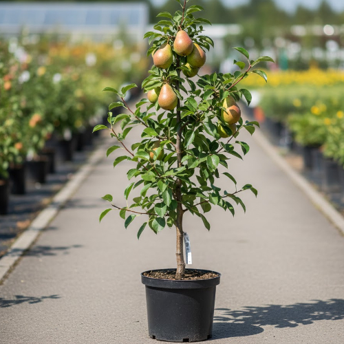 Груша Аллегро купить