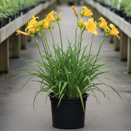 Лилейник гибридный Баттеркап Парад купить