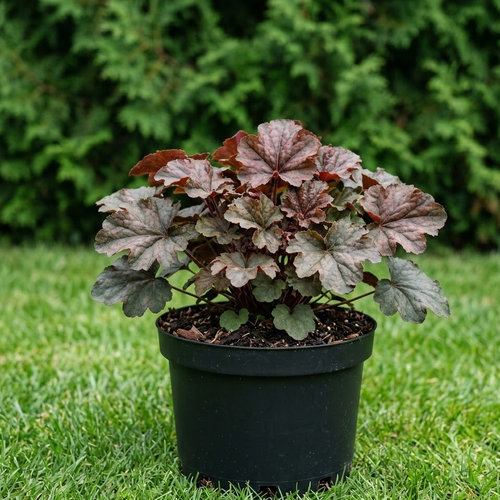 Гейхера гибридная Арт Деко купить