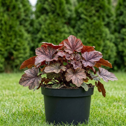 Гейхера гибридная Арт Ново купить