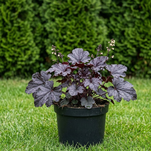 Гейхера гибридная Блэкаут купить