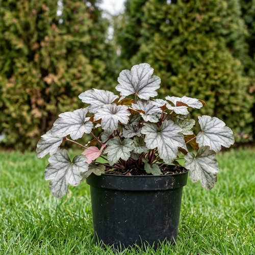 Гейхера гибридная Глиттер купить