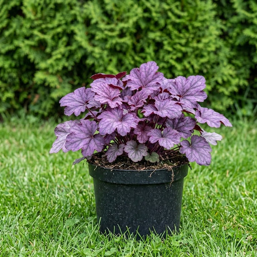 Гейхера гибридная Виолет купить