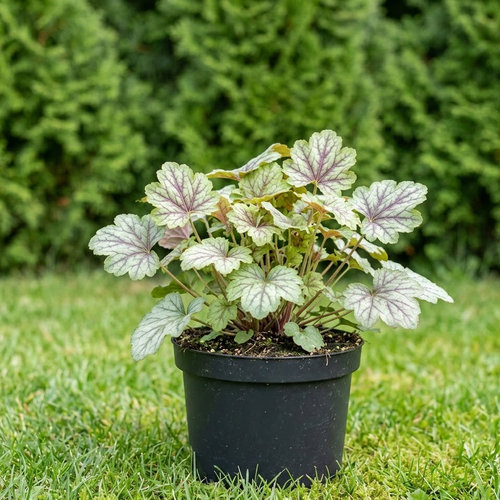 Гейхерелла Кимоно купить