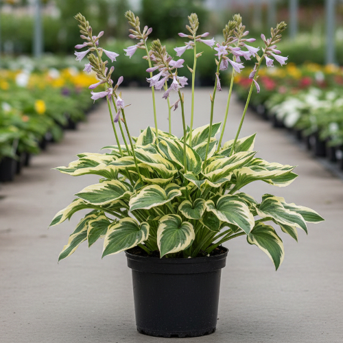 Хоста гибридная Элизабет купить