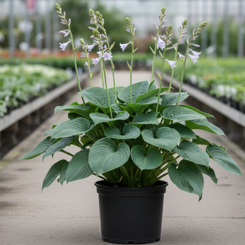 Хоста гибридная Гиацинт купить