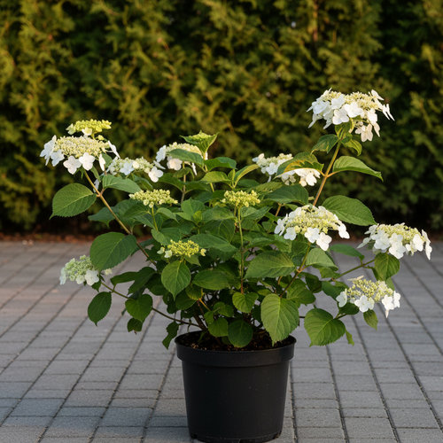 Гортензия черешковая вьющаяся купить