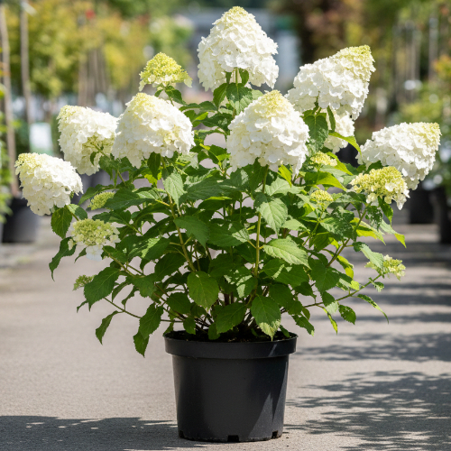 Гортензия метельчатая Дентель де Горрон купить