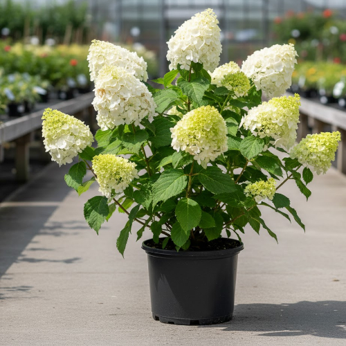 Гортензия метельчатая Лаймлайт купить