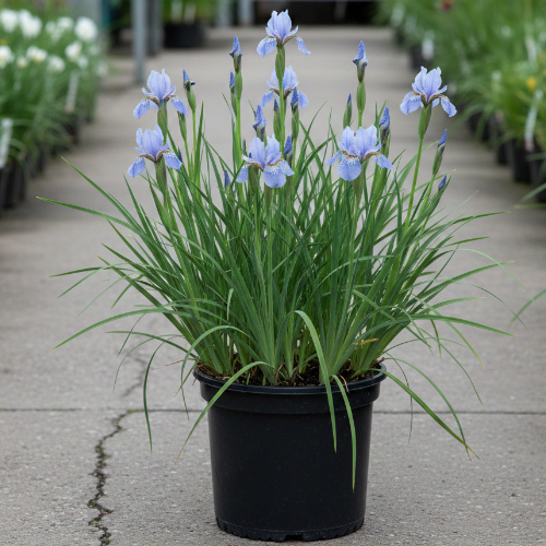 Ирис сибирский Блю Мун купить