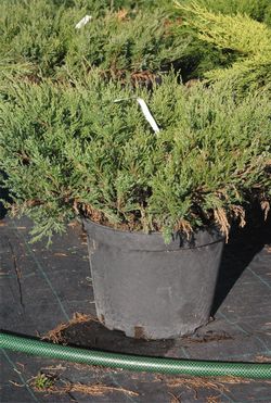 Можжевельник горизонтальный Агнес купить