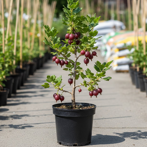 Крыжовник Колобок купить