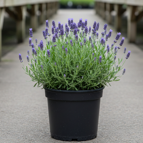 Лаванда узколистная Дюймовочка Лей купить