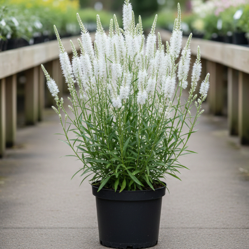 Лиатрис колосковая Альба купить