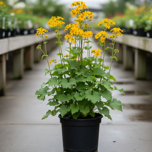 Бузульник зубчатый Маленькая Ракета купить