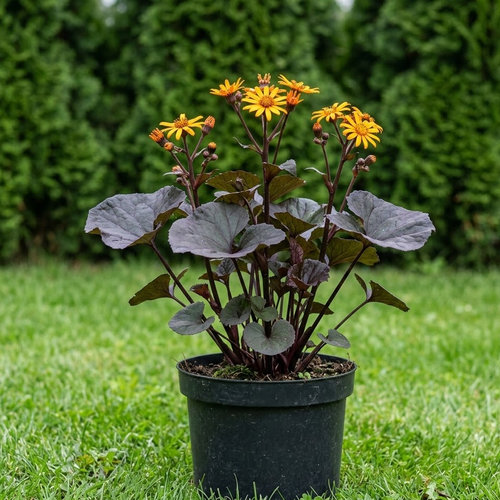 Бузульник зубчатый Миднайт Леди купить