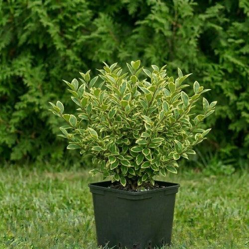 Бирючина овалолистная Winter Jewel купить