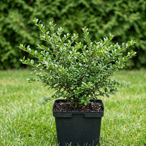 Жимолость шапочная  купить