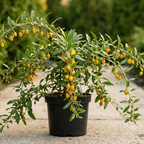 Годжи Ягоды Амбер Свит купить