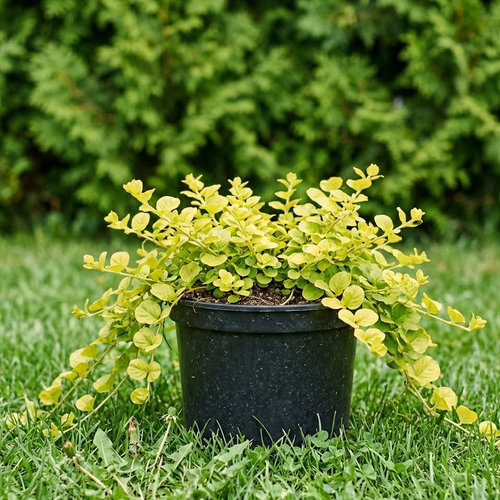 Вербейник монетчатый Аурея купить