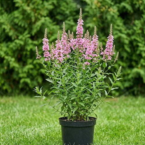 Дербенник иволистный купить