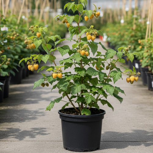 Малина Желтый гигант купить