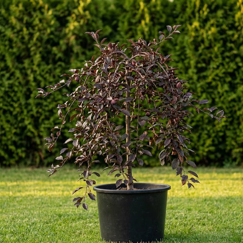 Яблоня декоративная Роял Бьюти купить