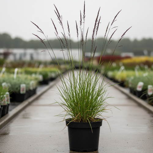 Молиния голубая Морексе купить