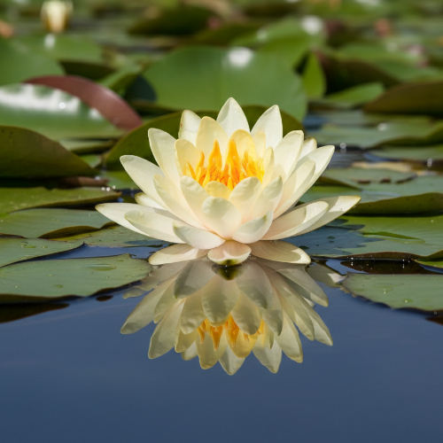 Кувшинка марлиевая Хромателла купить