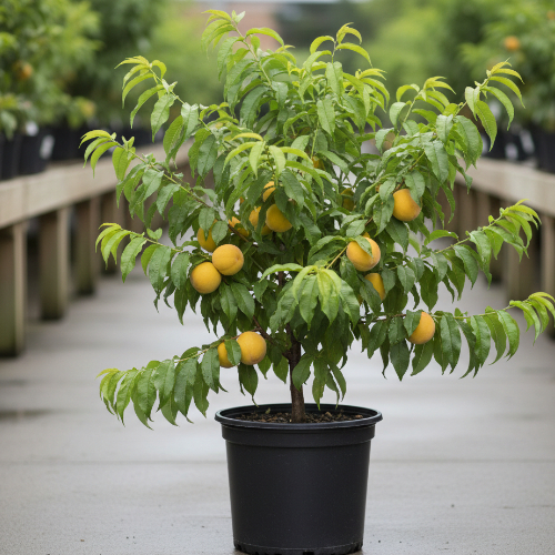 Персик Вайн Голд купить