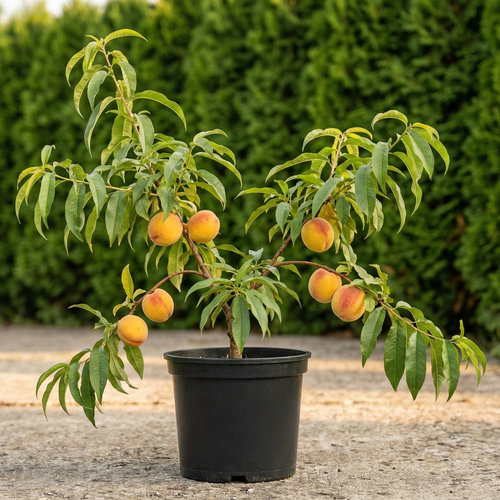 Персик Золотой Юбилей купить