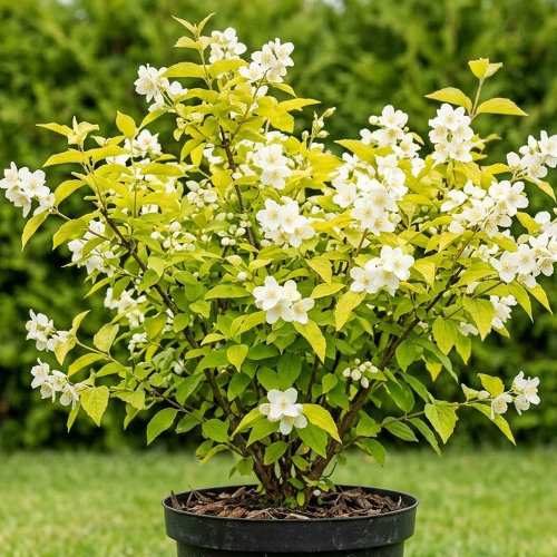 Чубушник венечный Ауреа купить