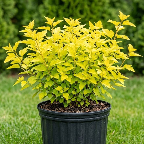 Пузыреплодник калинолистный Датс Голд купить