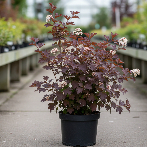 Пузыреплодник калинолистный Ждеховице купить