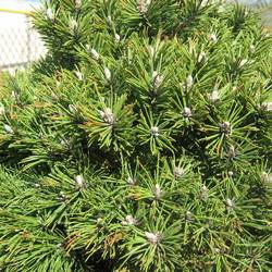 Ель сербская Нана Минима купить