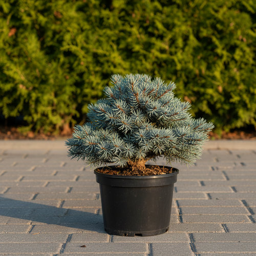 Ель колючая Глаука Глобоза (бонсай) купить