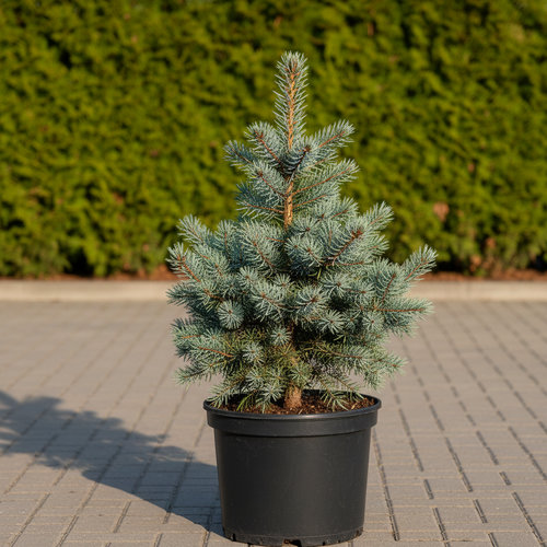 Сосна кедровая Глаука купить