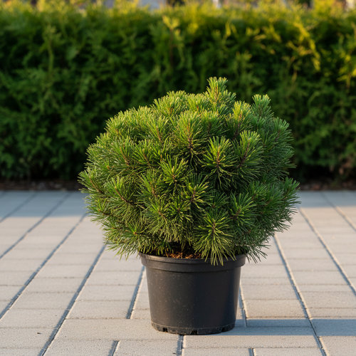 Сосна горная Грюне Кугель купить