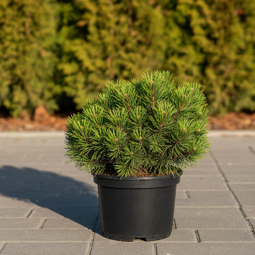 Сосна горная Костельничек купить