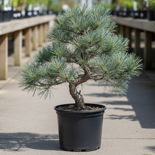 Сосна мелкоцветковая Негиши купить