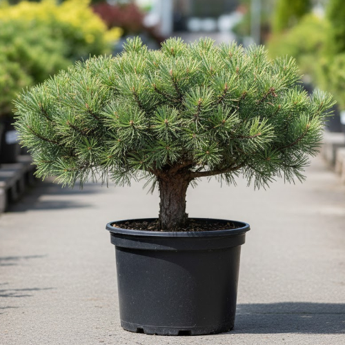 Сосна веймутовая Секрест купить