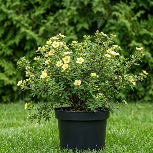 Лапчатка кустарниковая Примроуз Бьюти купить