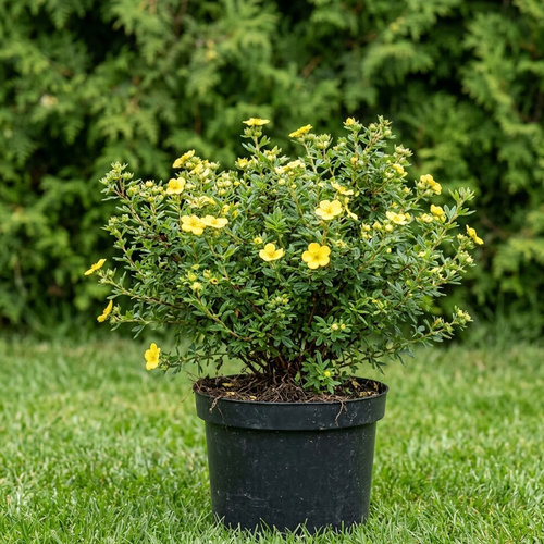 Лапчатка кустарниковая  купить