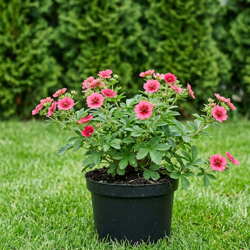 Лапчатка непальская Ron McBeath купить