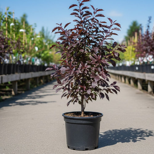 Слива растопыренная Писсарди купить