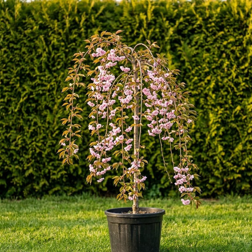 Слива мелкопильчатая Кику-шидаре купить