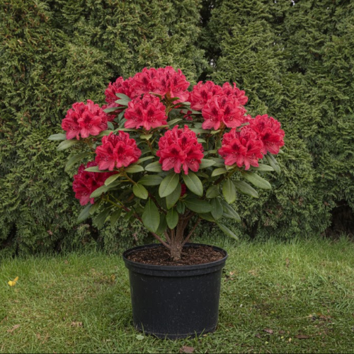 Рододендрон гибридный Рабац купить