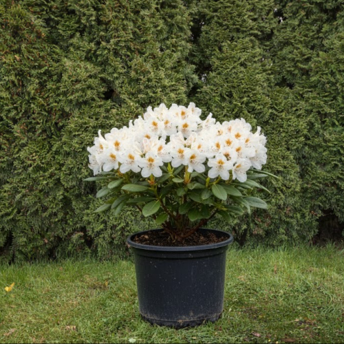 Рододендрон якушиманский купить