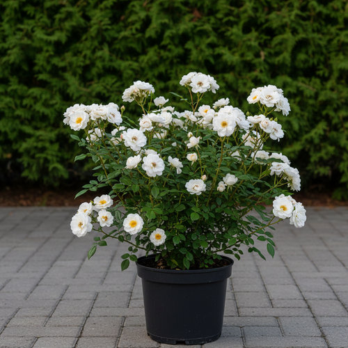 Роза Флорибунда Ламинуэт купить